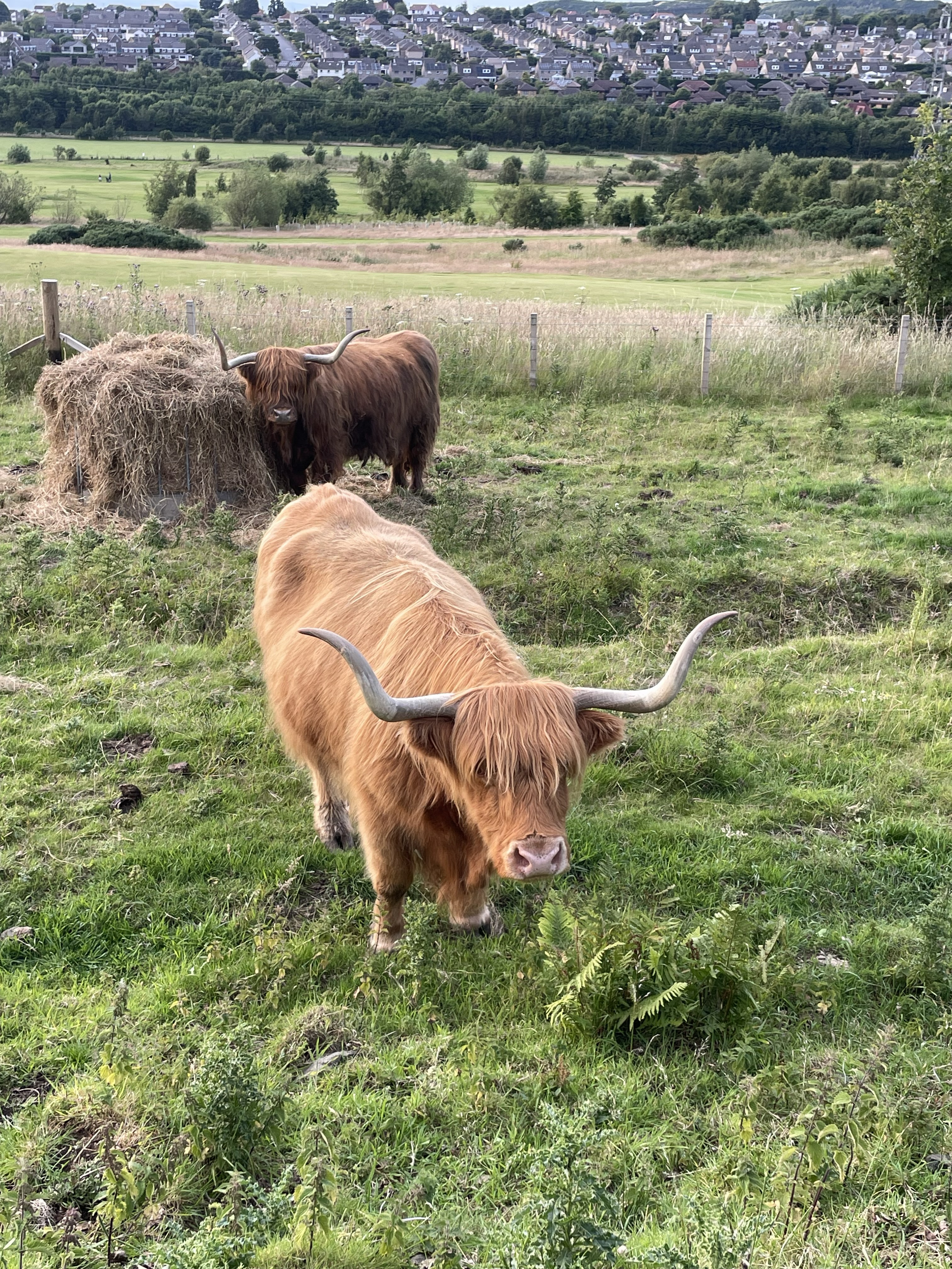 Highland Cows em Swanston